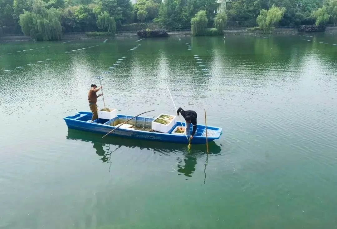 水质好、万物生！科技赋能助百家湖华丽蝶变