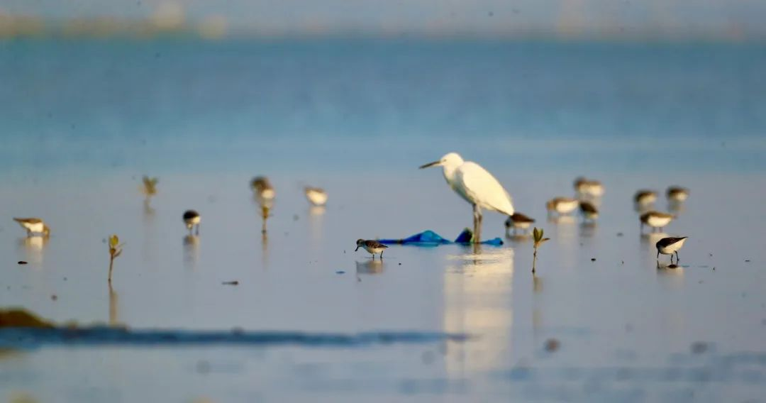 四个案例解码江苏生物多样性保护新范式