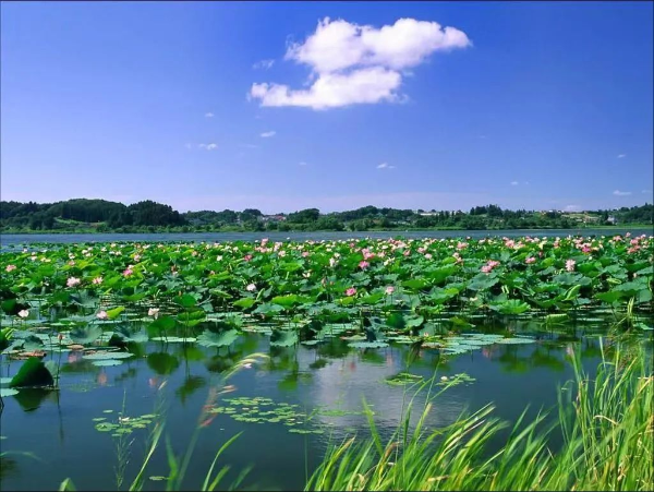 徐州市代市长沈峻峰：强调全力做好骆马湖安全度夏和治理保护工作